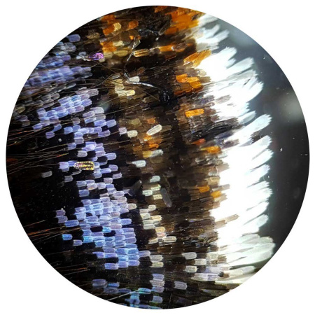 bresser-biolux-nv-20x-1280x-professional-microscope_5