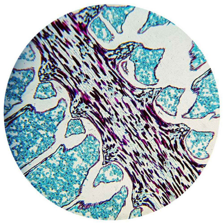 bresser-biolux-nv-20x-1280x-professional-microscope_6