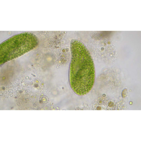 bresser-researcher-trino-40-1000x-professional-microscope_5