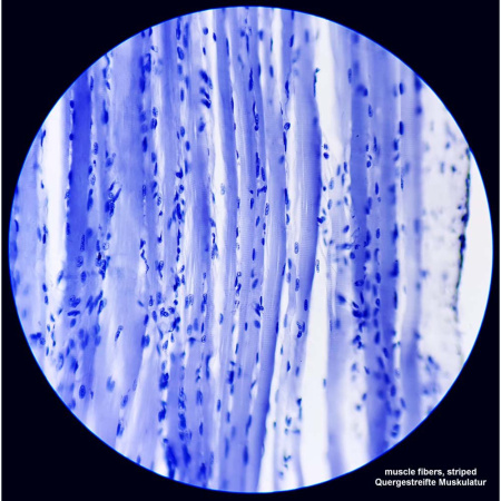 bresser-science-tfm-201-bino-professional-microscope_6