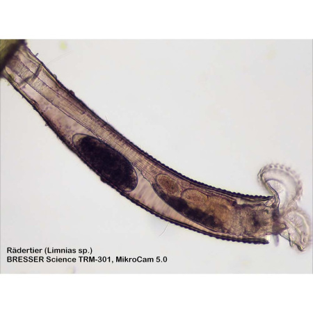 bresser-science-trm-301-professional-microscope_2