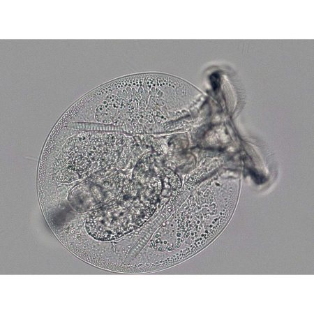 bresser-science-trm-301-professional-microscope_3