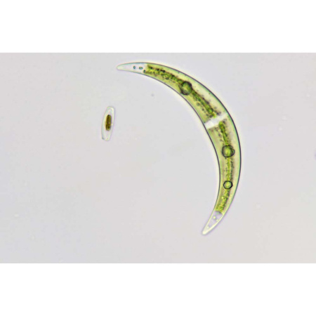 bresser-science-trm-301-professional-microscope_4